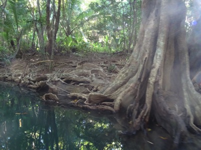Check out the snarly tree roots Check out the snarly tree roots